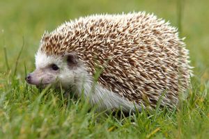 Hedgehog Pictures 01r9xp7lirnrwszo.jpg